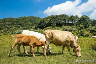 日本5-0叙利亚数据：日本19射8正、控球率71%，叙利亚0射正